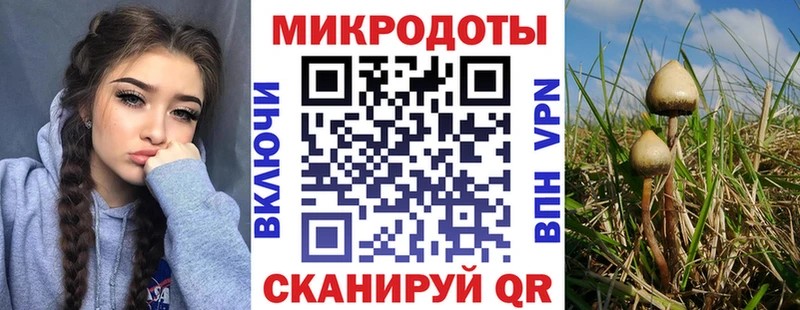 Купить где  Истра  Галлюциногенные грибы Psilocybine cubensis 